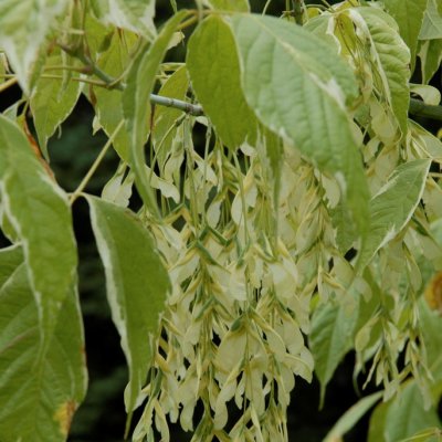 Acer negundo Variegatum, Asklönn, 100-125 C7,5