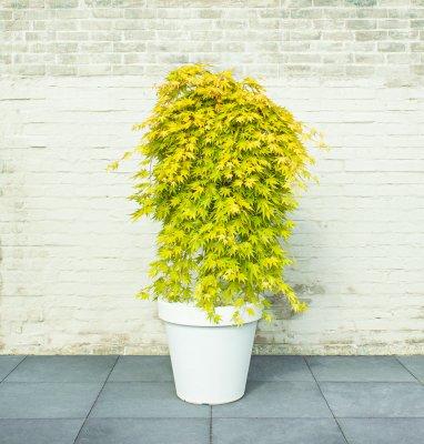 Acer palmatum Cascade Gold ®