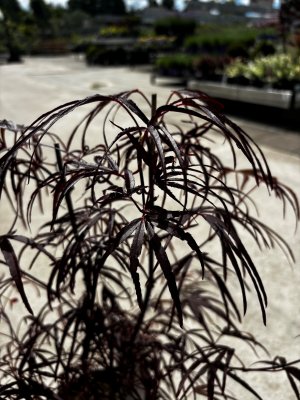Acer palmatum Atrolineare