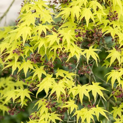 Acer palmatum Aureum, Japansk Lönn
