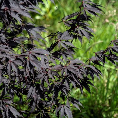 Acer palmatum Black Lace, Japansk Blodlönn, 40-50 C3