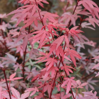 Acer palmatum Brandt´s Dwarf, Japansk Lönn