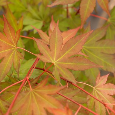 Acer palmatum Brown Sugar ®, Japansk Lönn, 30-40 C2
