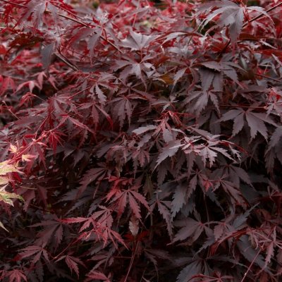 Acer palmatum Burgundy Lace, Japansk Blodlönn, 25-30 C3