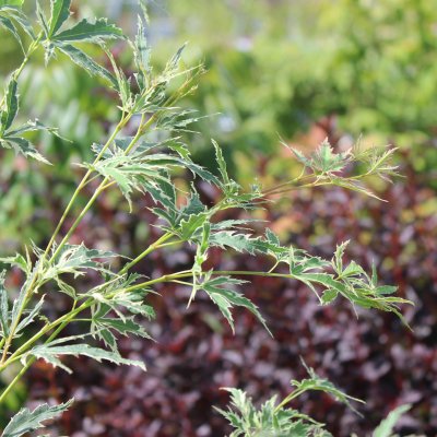 Acer palmatum Butterfly, Japansk Lönn