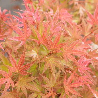 Acer palmatum Butterscotch ®, Japansk Lönn, 50-60 C4