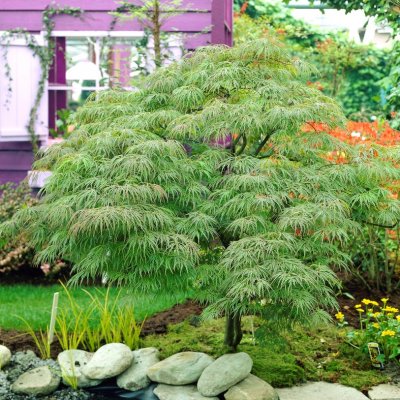 Acer palmatum Dissectum, Japansk Lönn, 80 stam C10