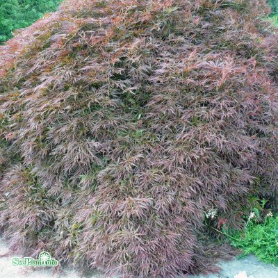 Acer palmatum Dissectum Garnet/Garnet, Japansk Blodlönn, 120 stam C7,5