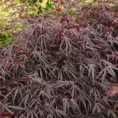Acer palmatum Enkan, Flikbladig Japansk Lönn