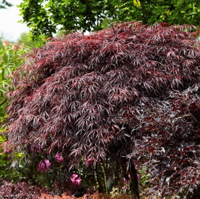 Acer palmatum Garnet (Dissectum Garnet), Japansk Blodlönn, 80 stam C10
