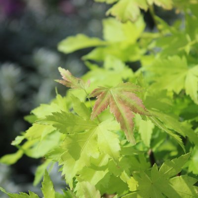Acer palmatum Little Princess, Japansk Lönn, 40-50 C3