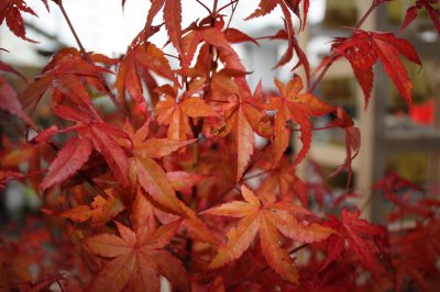 Acer palmatum Orange Dream, Japansk Lönn, 80 stam C7,5