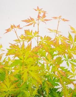 Japansk Lönn - Acer palmatum Orange Lace ® (Storlek: busk C3)