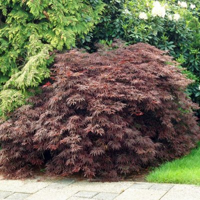 Flikbladig Japansk Lönn - Buskar - Trädgårdsväxter