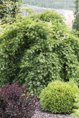 Acer palmatum Ryusen ®