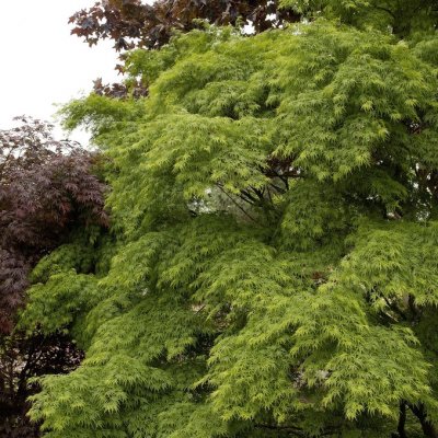 Acer palmatum Seiryu, Japansk Lönn, 80 stam C7,5