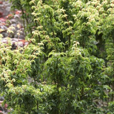 Acer palmatum Shishigashira, Japansk Lönn