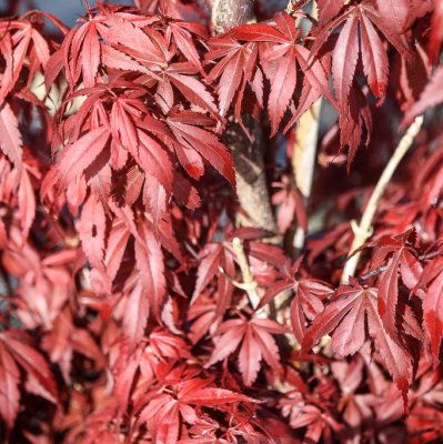 Acer palmatum Skeeter´s Broom, Japansk Blodlönn, 80 stam C7,5