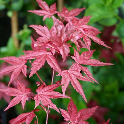 Acer palmatum Twombly´s Red Sentinel, Japansk Blodlönn