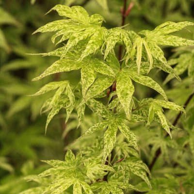 Acer palmatum Ukigumo, Japansk Lönn