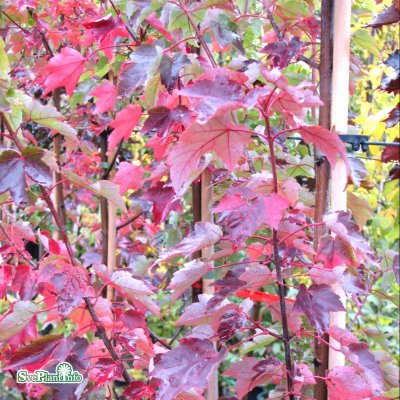Acer platanoides Crimson Sentry, Röd Klotlönn, 120 stam C7,5