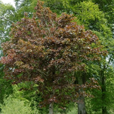 Acer platanoides Crimson Sentry, Röd Klotlönn, 120 stam C7,5