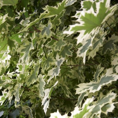 Acer platanoides Drummondii, Vitbrokig Lönn, 150 stam C10