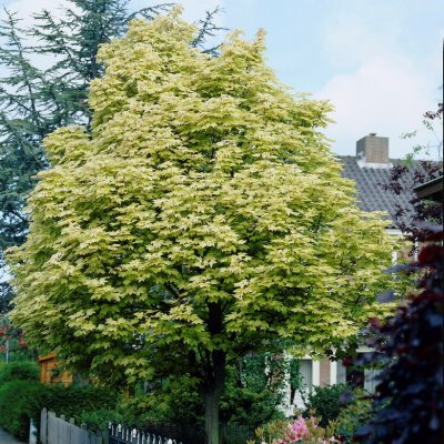 Acer platanoides Drummondii, Vitbrokig Lönn, 150 stam C10
