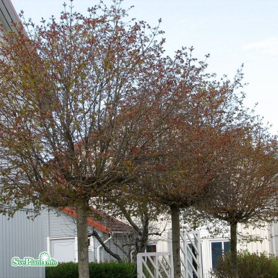 Acer platanoides Globosum, Klotlönn, 150 stam C15