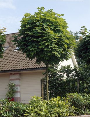 Acer platanoides Globosum, Klotlönn, 150 stam C10