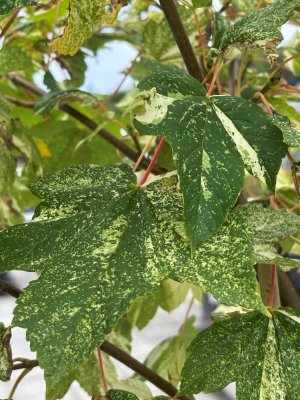 Acer pseudoplatanus Prince Camille de Rohan, Tysklönn