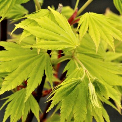 Acer shirasawanum Jordan, Japansk Gyllenlönn, 80 stam C7,5