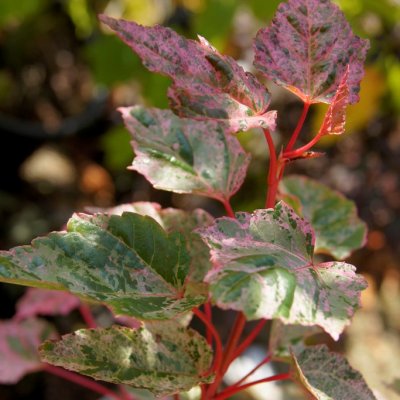 Acer conspicuum Red Flamingo, Parkstrimlönn, 100-125 C3
