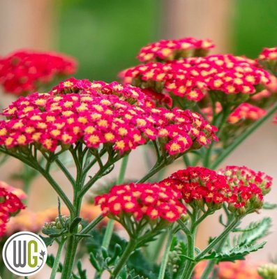 Achillea millefolium Sassy Summer Sangria ®, Röllika, C3