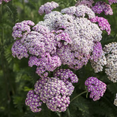 Achillea millefolium Apple Blossom, Röllika