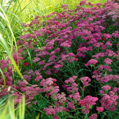 Achillea millefolium Cerise Queen, Röllika, P9cm