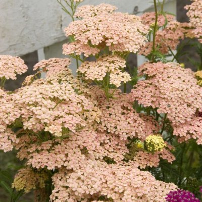 Achillea millefolium Lachsschönheit, Röllika