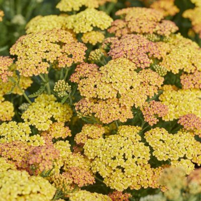Achillea millefolium Milly Rock ™ Terracotta