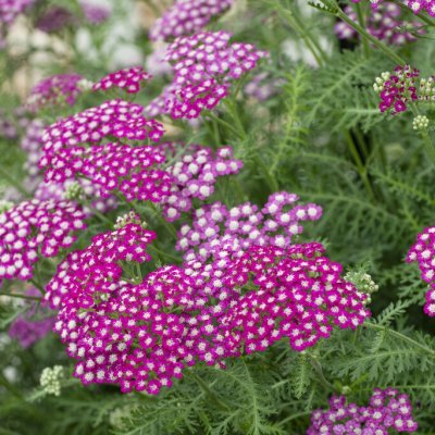 Achillea millefolium New Vintage Violet