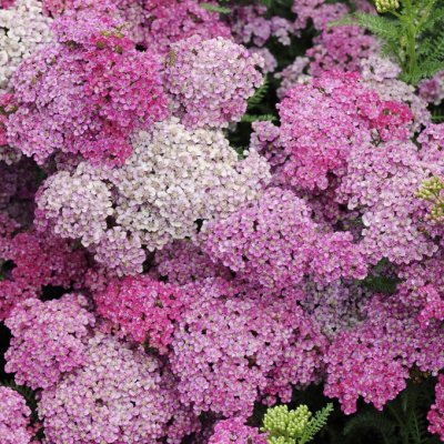 Achillea millefolium Pretty Belinda, Röllika