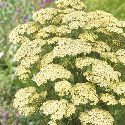 Achillea millefolium Rainbow Crème de la Crème ®, Röllika