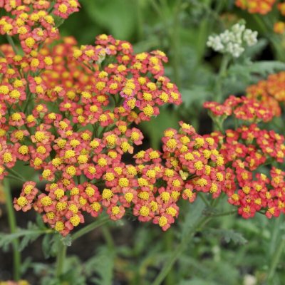 Achillea millefolium Safran, Röllika