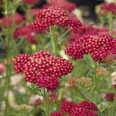 Achillea millefolium Skysail Fire