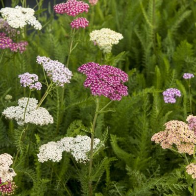 Achillea millefolium Summer Pastels Mix, Röllika