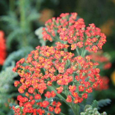 Achillea millefolium Walther Funcke, Röllika, SQ1