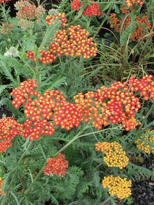Achillea millefolium Walther Funcke, Röllika, SQ1