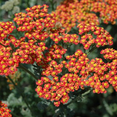 Achillea millefolium Safran, Röllika