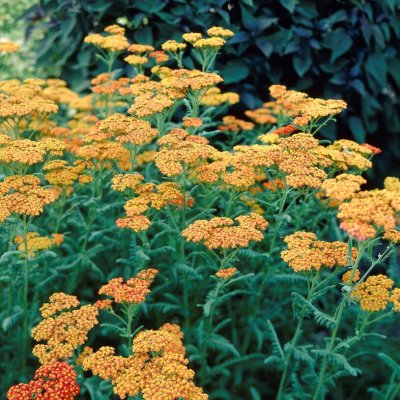 Achillea millefolium Terracotta, Röllika, P9cm