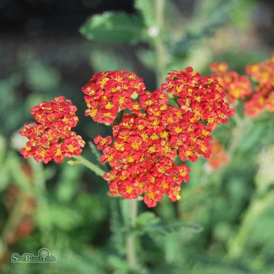 Achillea millefolium Walther Funcke, Röllika, SQ1