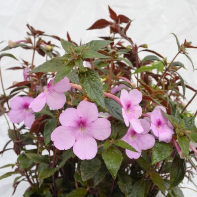 Femöring Achimenes Peach Blossom 10st